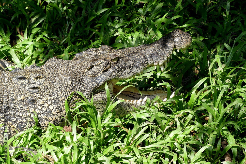 Krokodil