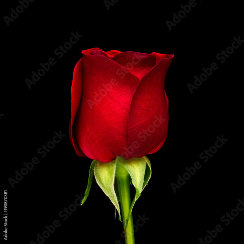 Side view and close-up image of beautiful blooming red rose flower isolate on black background
