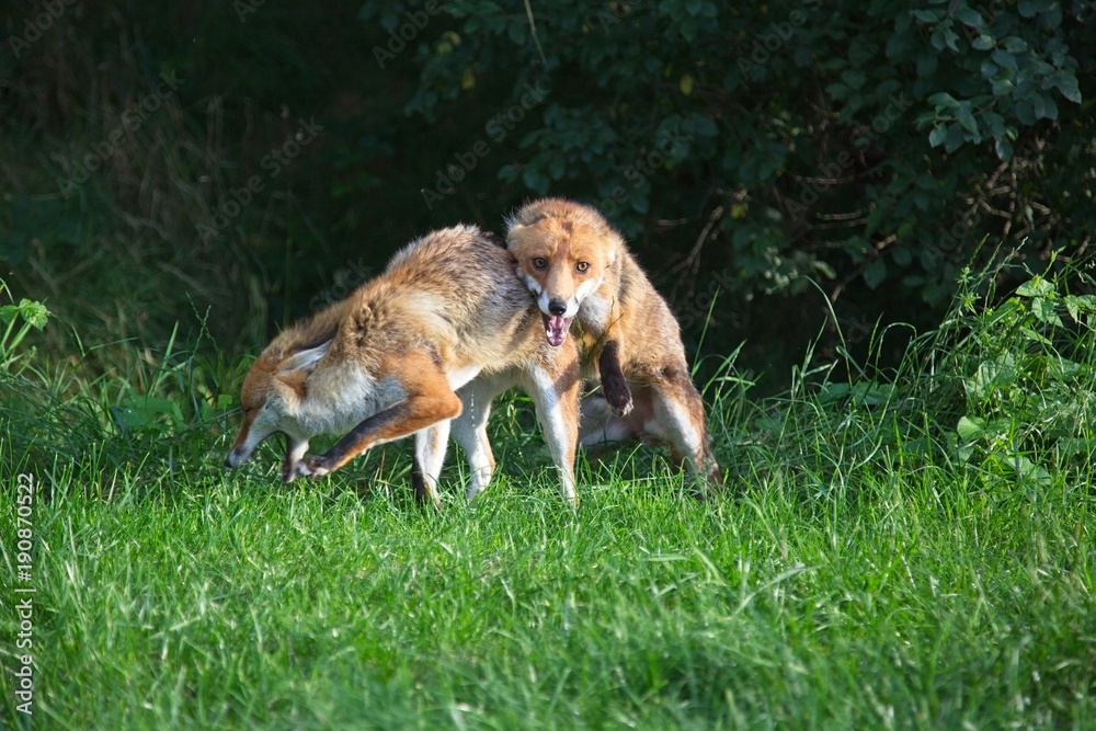 Fototapeta premium fox fight