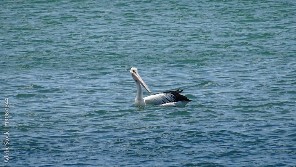 Australien´s Ostküste.. Sydney, Brisbane.. Natur pur: Sonne Strand, Meer, wildlife! Australien´s Ostküste.. Sydney, Brisbane.. Natur pur: Sonne Strand, Meer, wildlife!