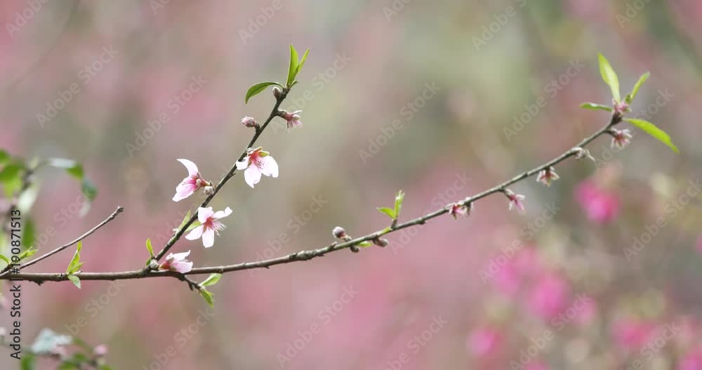 Plum flower on tree Plum flower on tree