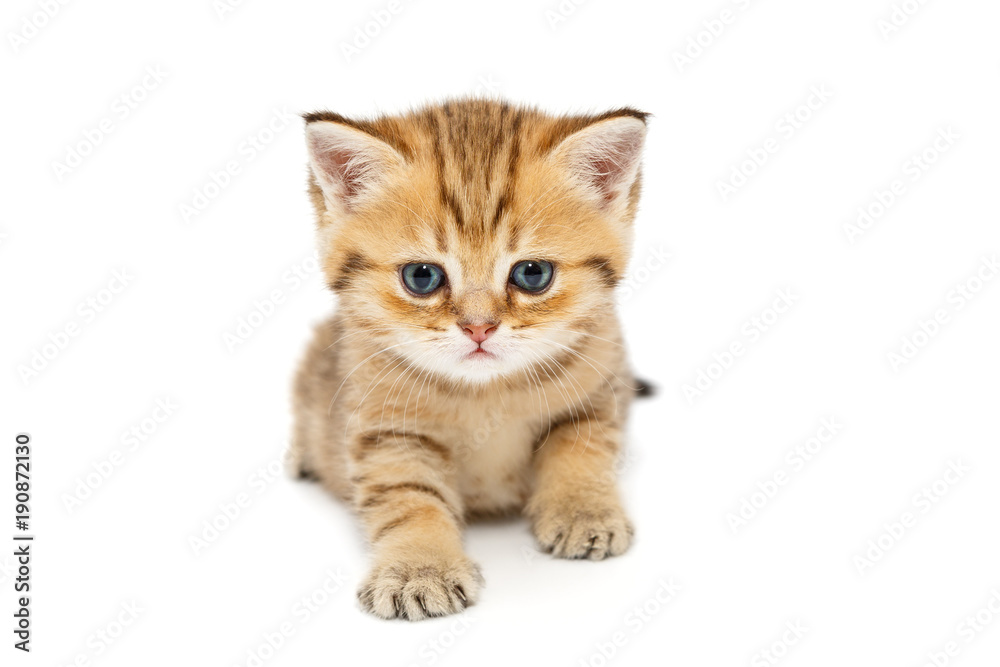 Small British kitten