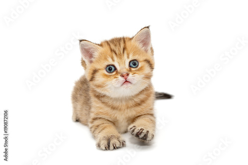 Small British kitten © Okssi
