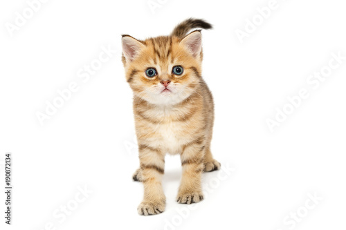Small British kitten