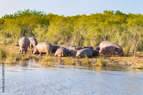 Herd of hippos sleeping  Isimangaliso Wetland Park  South Africa