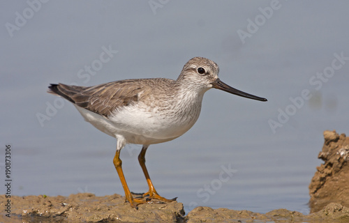 Terek sandpiper