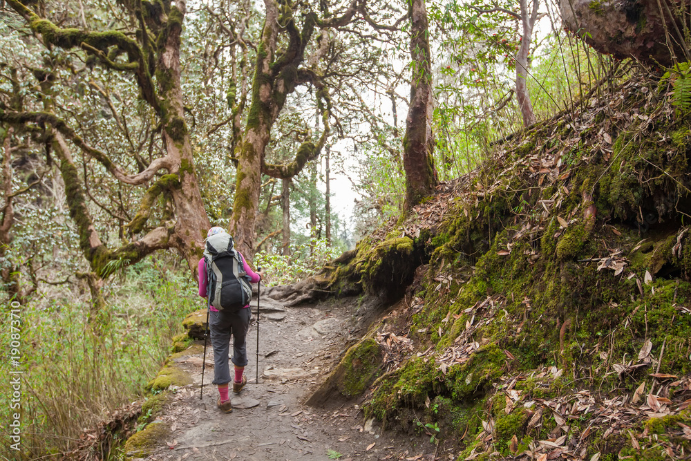 Trekker in the forest on the way to Annapurna base camp, Nepal Trekker in the forest on the way to Annapurna base camp, Nepal