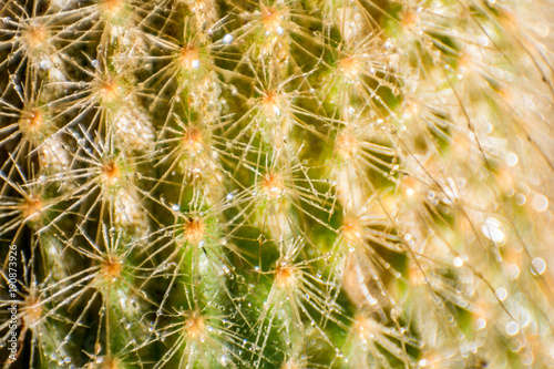 water cactus