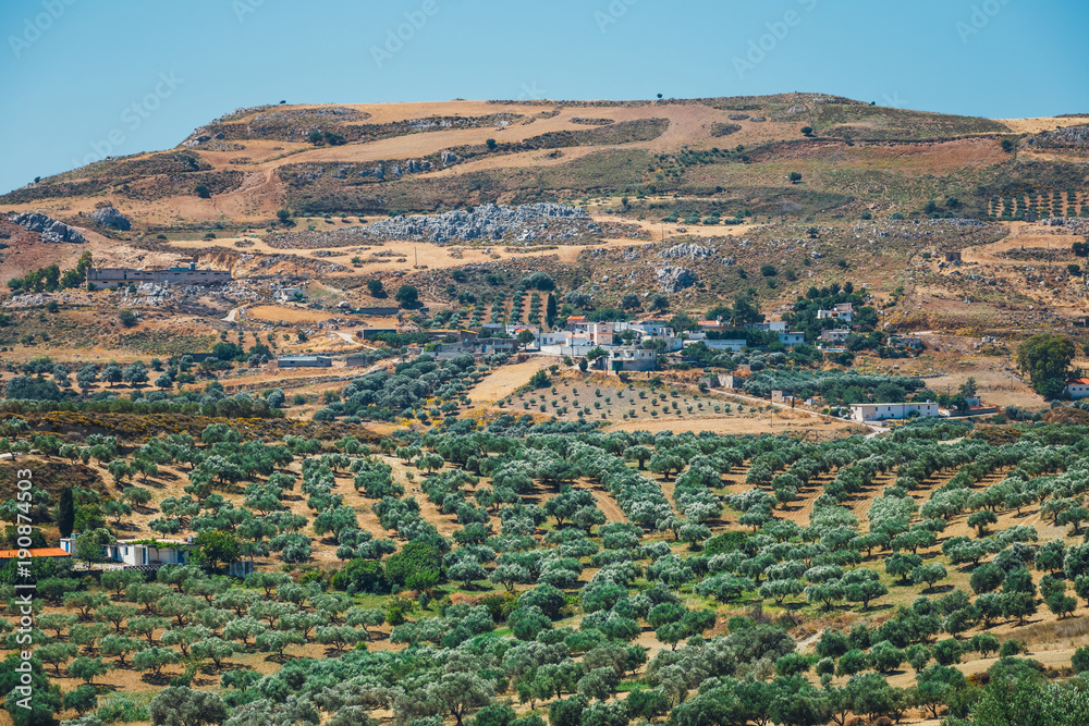 Olive fields on Crete Island in Greece, Cretan landscape