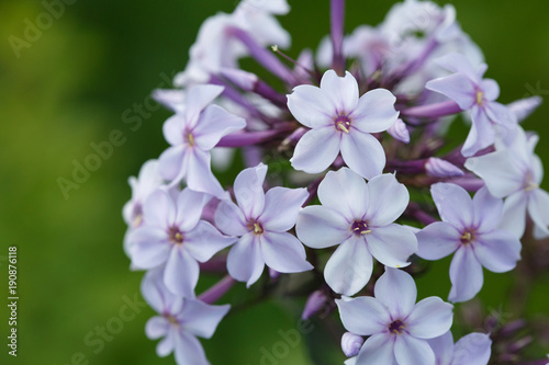 A lilac phlox in the garden.