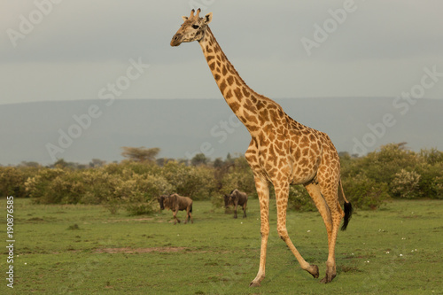 giraffe walking across the grasslands of the Maasai Mara  Kenya