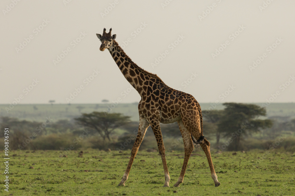 Obraz premium giraffe walking across the grasslands of the Maasai Mara, Kenya