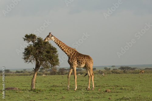 giraffe eating on the grasslands of the Maasai Mara, Kenya