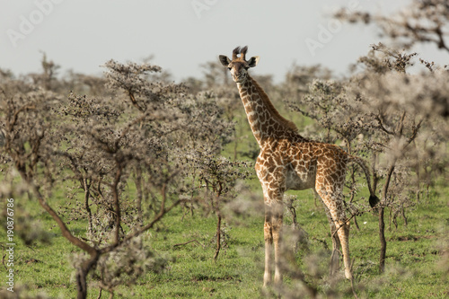 giraffe standing in the grasslands of the Maasai Mara  Kenya