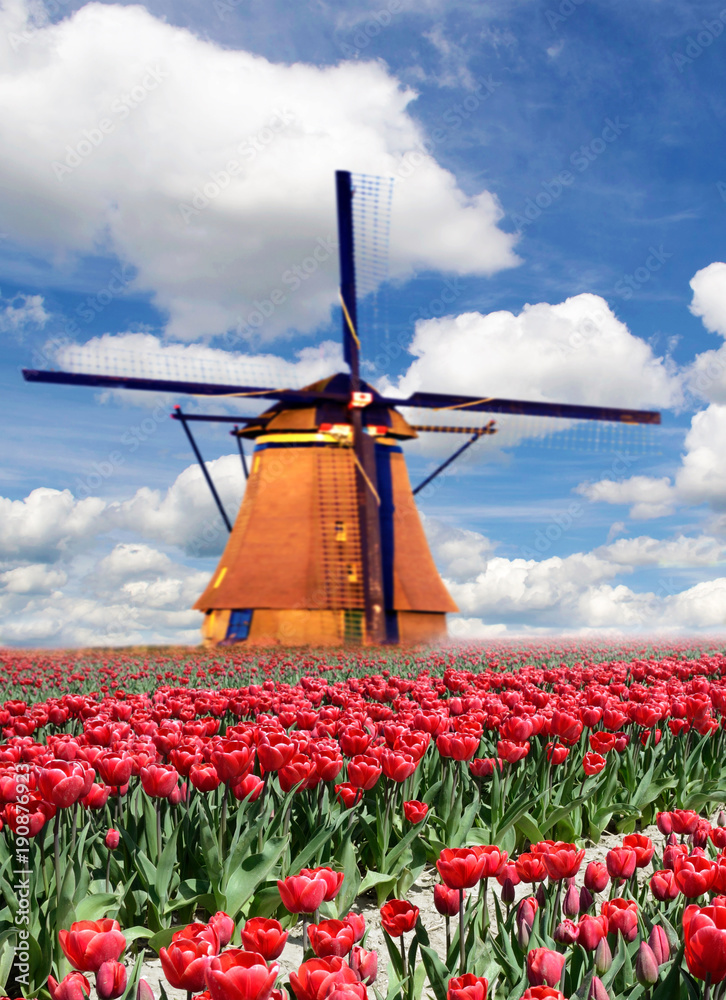 A magical landscape with red tulips and single windmill on a background of the cloudy sky