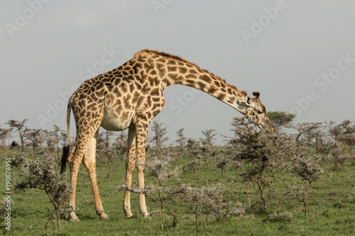 giraffe eating on the grasslands of the Maasai Mara  Kenya