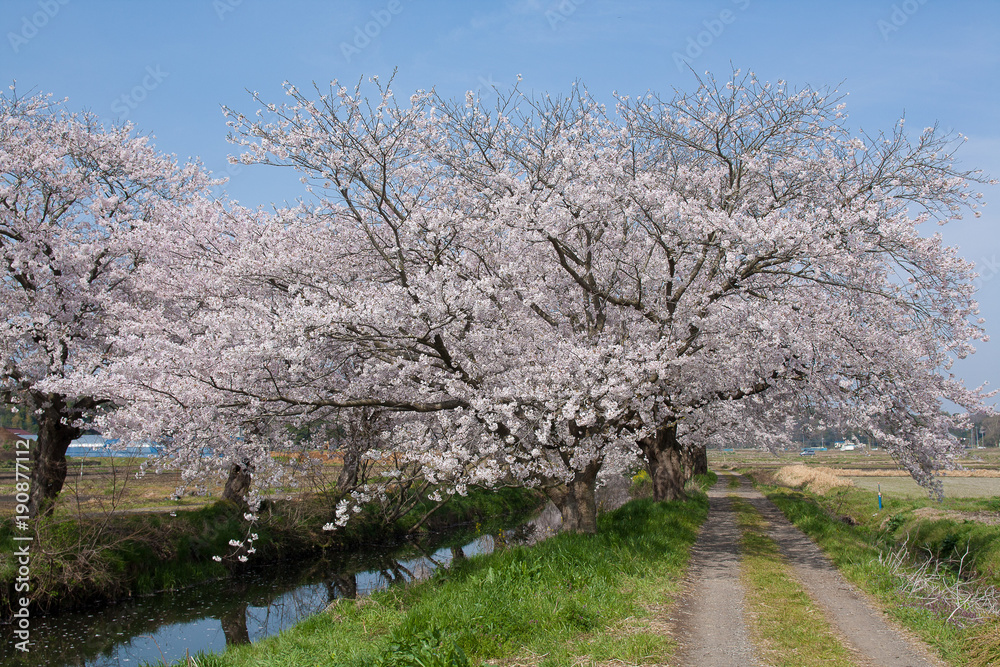 Cherry Blossoms in Japan