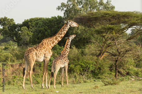 giraffe eating on the grasslands of the Maasai Mara  Kenya