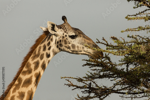 giraffe eating on the grasslands of the Maasai Mara  Kenya