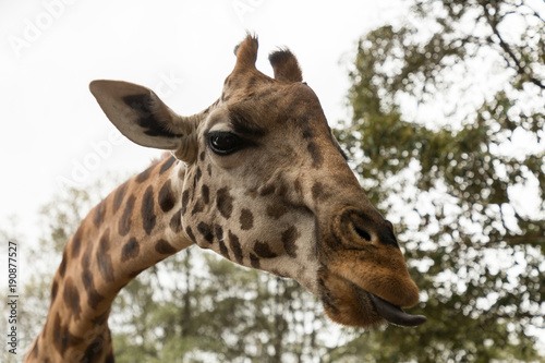 Fototapeta Naklejka Na Ścianę i Meble -  closeup of a Rothschild giraffe