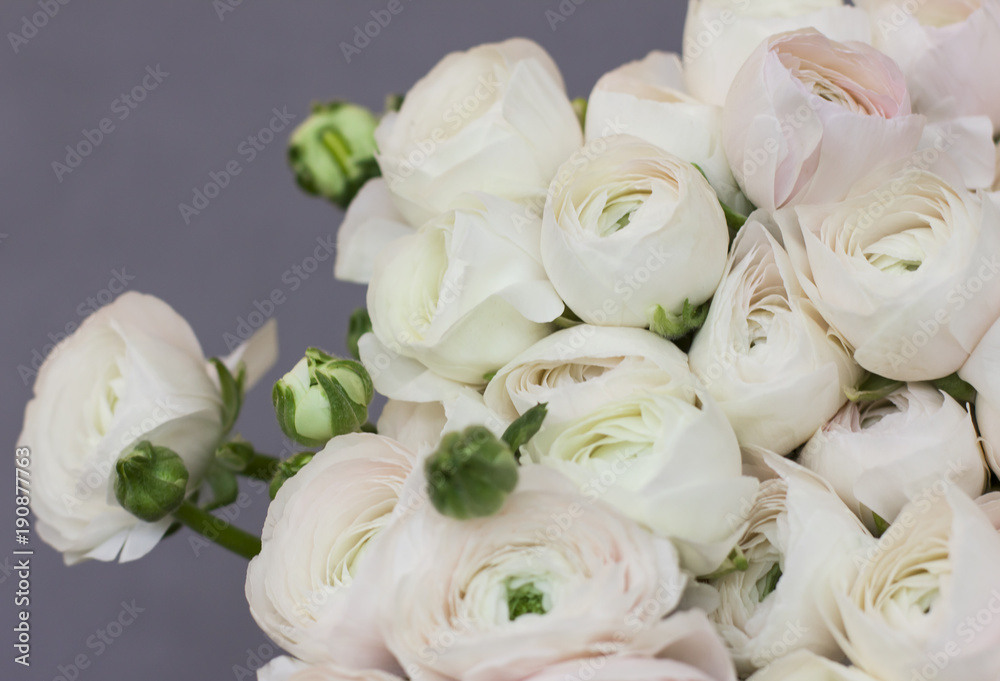 The huge bouquet of white Ranunculus on gray background The huge bouquet of white Ranunculus on gray background