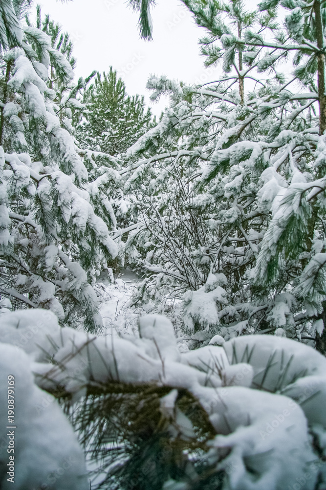 Obraz premium winter coniferous forest
