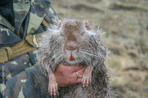 Nutria  , or koipu, or swamp beaver photo