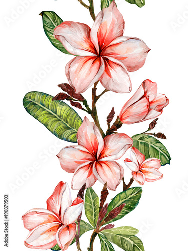 Pumeria flower on a twig. Border illustration. Seamless floral pattern. Isolated on white background.  Watercolor painting. photo