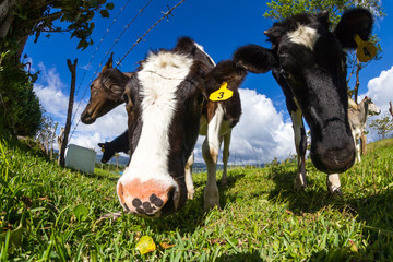 Foto auf Leinwand Kuh dairy cow in a pasture  © wollertz