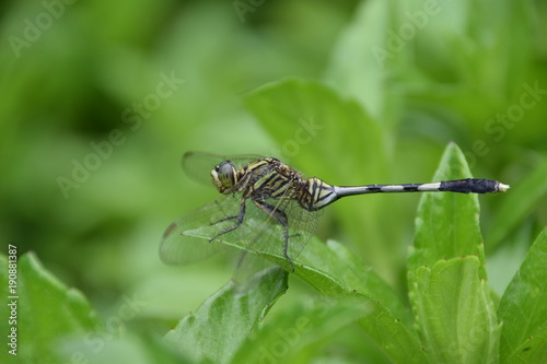 Slender Skimmer (Orthetrum sabina), Flores, Indonesia photo