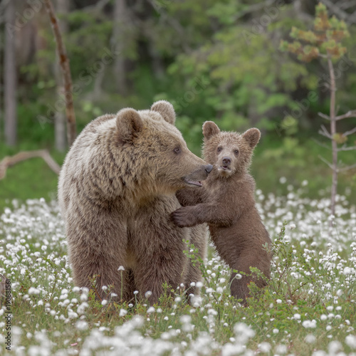 Brown bear cub stands against the mother bear in the middle of the cotton grass on a Finnish bog