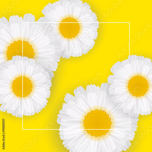 Fototapeta Naklejka Na Ścianę i Meble -  Chamomile flowers background, vector illustration. Bright yellow background, realistic cute white daisies and frame with space for text. Template for banners, greeting cards, graphic design.