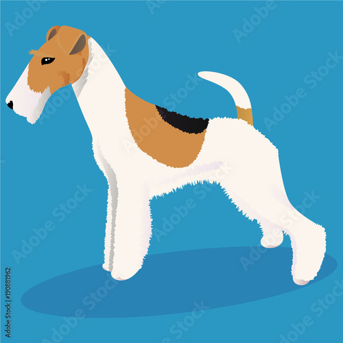 Wire fox terrier dog