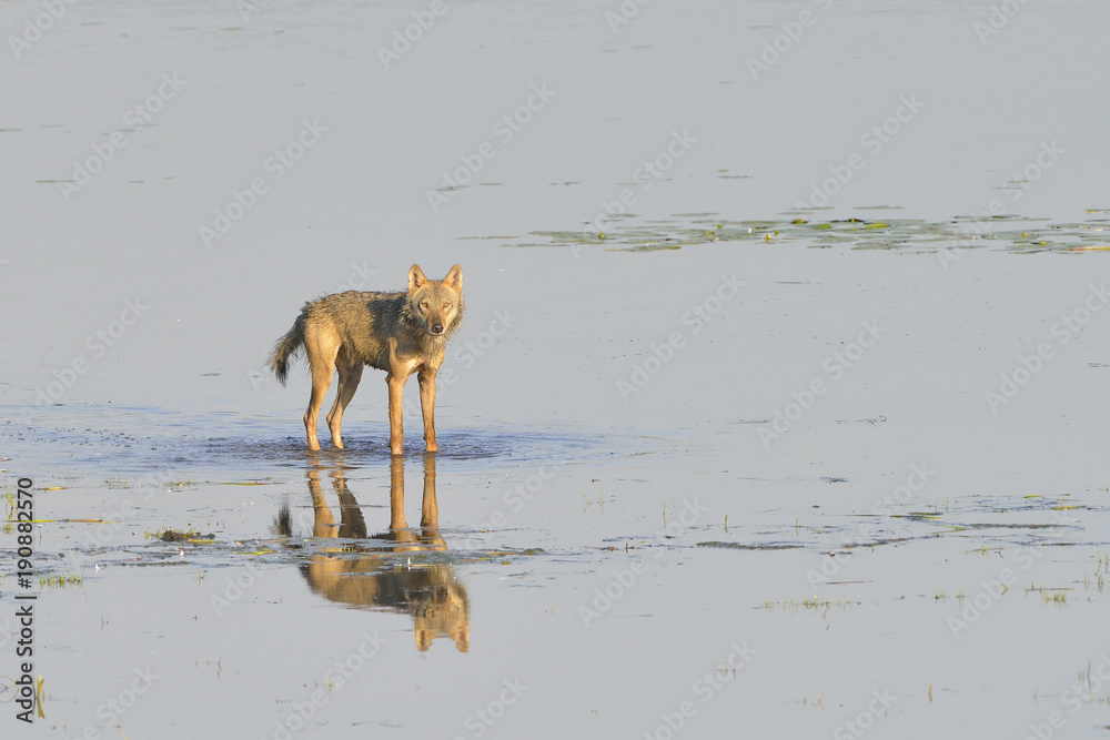 Naklejka premium Europäischer Grauwolf bei der JagdEuropäischer Grauwolf bei der Jagd