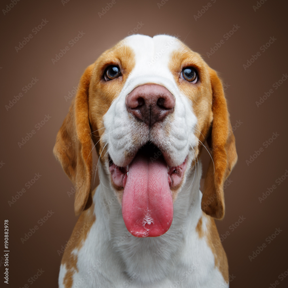 beautiful beagle dog girl