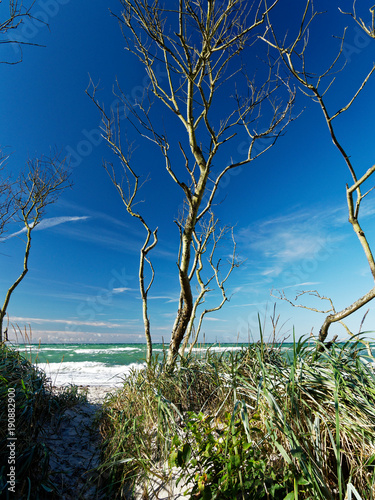 Darßer Weststrand, Nationalpark Vorpommersche Boddenlandschaft, Mecklenburg Vorpommern, Deutschland photo