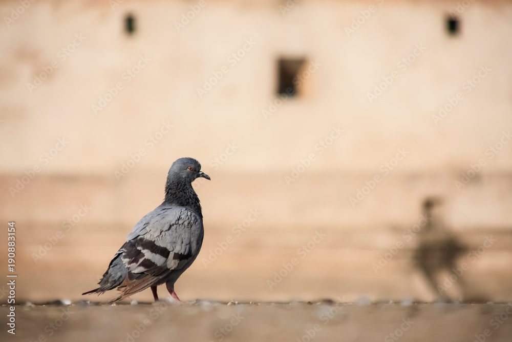 Obraz premium Close up pigeons on old wall background.