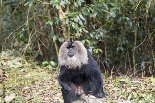 The lion tailed macaque © catalinlazar