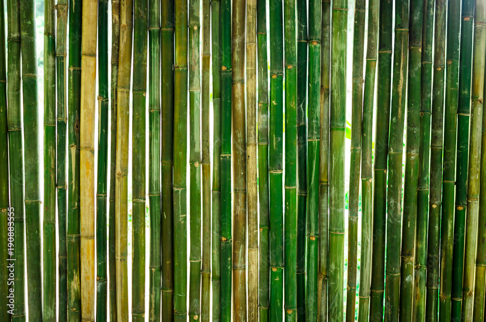 The green bamboo are making for house wall. The green bamboo are making for house wall.