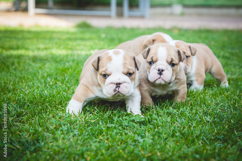 Fototapeta premium buldog agielski