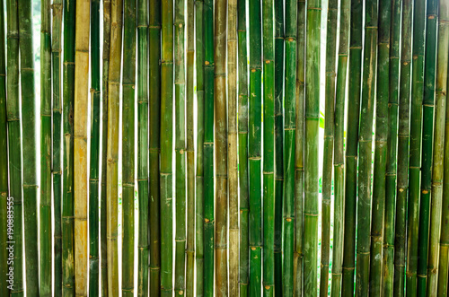 Fototapeta Naklejka Na Ścianę i Meble -  The green bamboo are making for house wall.