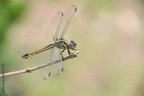 Swampwatcher dragonfly (Potamarcha congener, female), Flores, Indonesia