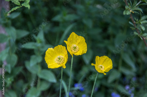 Alpenmohn mit gelben Blüten