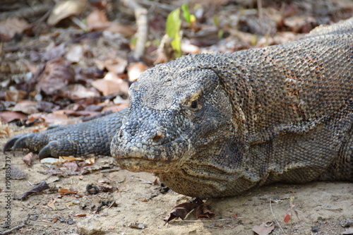 Komodo Dragon  Indonesia