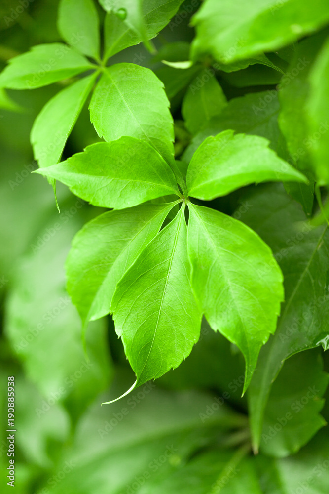 Pretty spring leaves with shallow focus behind it Pretty spring leaves with shallow focus behind it