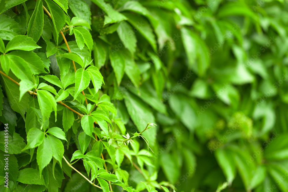 Outdoors shot of pretty spring leaves with shallow focus behind it Outdoors shot of pretty spring leaves with shallow focus behind it