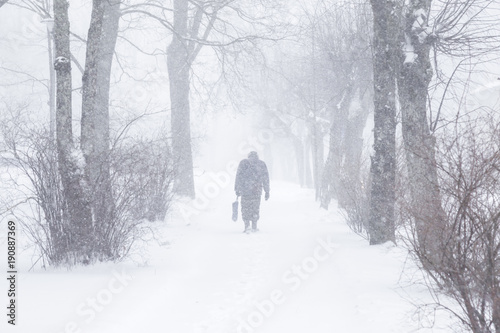 Winter is coming by snow. Poor visibility in heavy snow storm in tree park. Old man slowly and hard walking in dangerous weather day. Cataclysm of nature. City people life in blizzard concept.