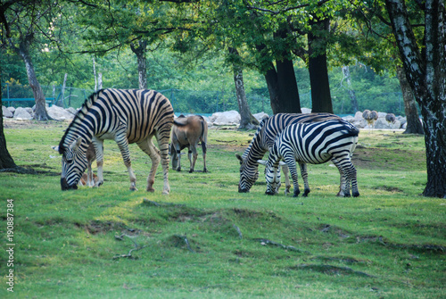 A group of zebras eating