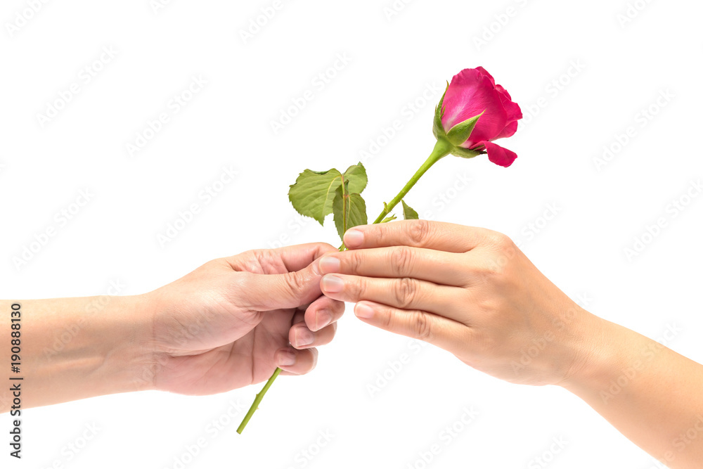 woman's hand is receiving a rose from man's hand. woman's hand is receiving a rose from man's hand.