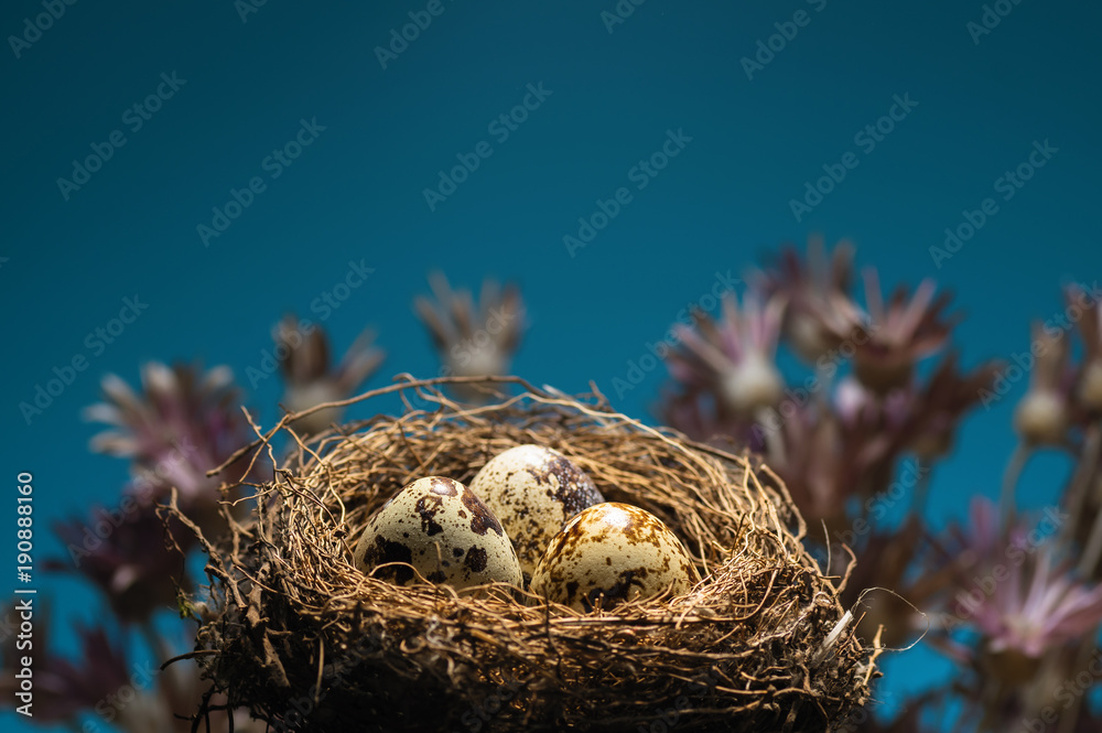 Naklejka premium Quail eggs in nest on blue background.